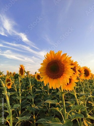 field of sunflowers
