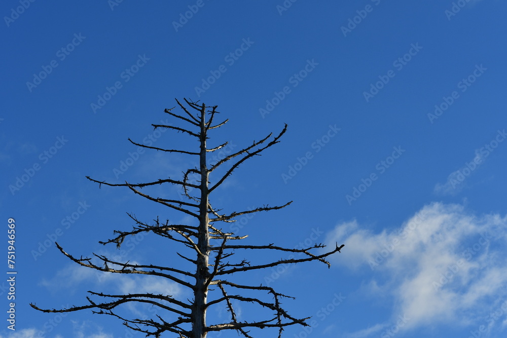 Tree with no leaves against clear blue sky.