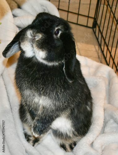 Cute Holland lop bunny rabbit with floppy ears in rabbit cage as a pet