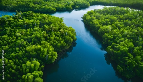 Aerial view Mangrove Forest © thiraphon