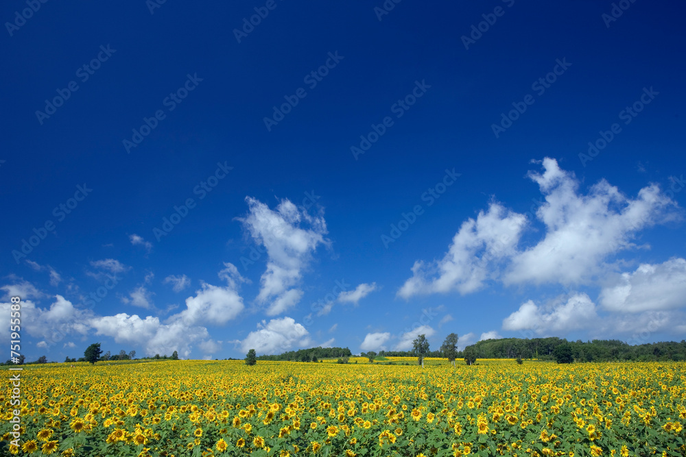 ヒマワリ畑に雲と青空