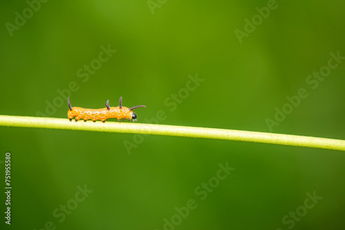 A single Euploea core caterpillar out during the day. This caterpillar will eventually turn into a Common Crow butterfly. photo