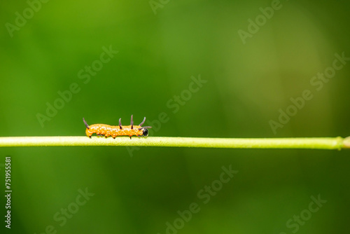 A single Euploea core caterpillar out during the day. This caterpillar will eventually turn into a Common Crow butterfly. photo