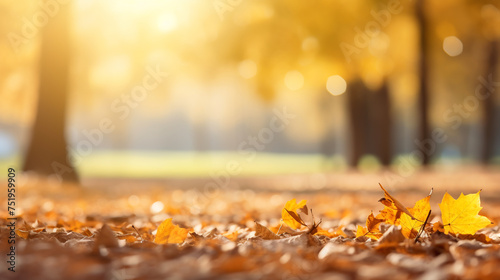 Beautiful fall background with yellow leaves in a park © rai stone