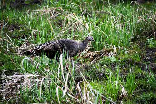 Wild Turkey in the Rocky Mountains