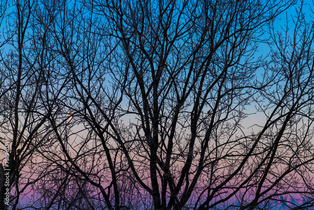 Detailed tree branches. silhouettes of tree branches against the background of a multi colored morning sky Detailed tree branches. silhouettes of tree branches against the background of a multi colored morning sky