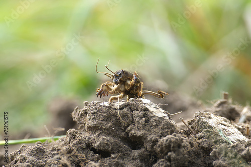 European mole cricket (Gryllotalpa gryllotalpa) © NetPix