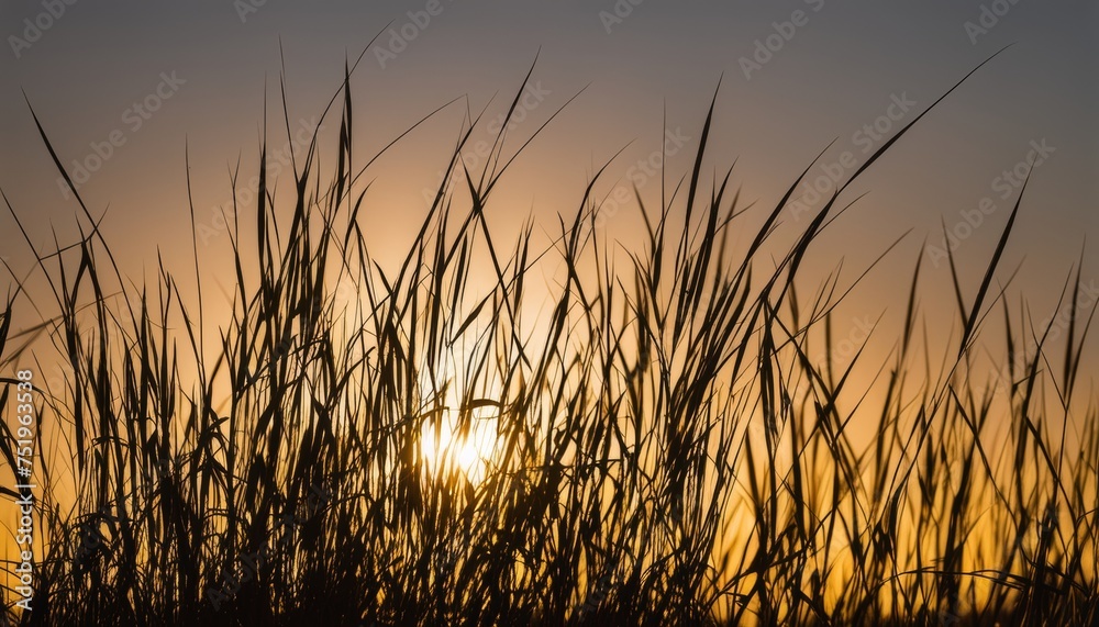  Sunset through the blades of grass