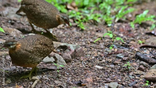 Two individuals foraging one goes to the left while the other moves towards the right, Scaly-breasted Partridge Tropicoperdix chloropus, Thailand photo