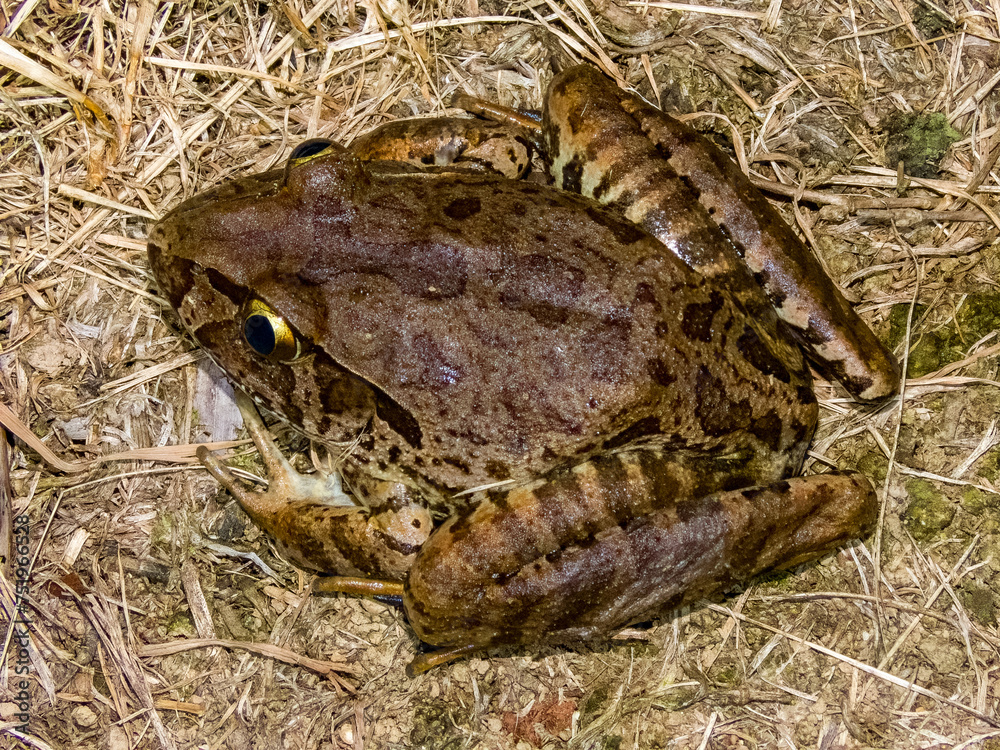 Giant Barred Frog in New South Wales Australia Giant Barred Frog in New South Wales Australia