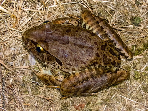 Giant Barred Frog in New South Wales Australia photo