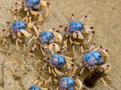Soldier Crabs in New South Wales Australia photo