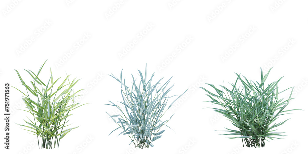 3d Render Brush Tree Isolated  on white