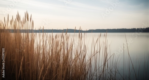  Tranquil waterscape with reeds and sky