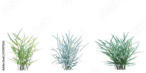 3d Render Brush Tree Isolated on white