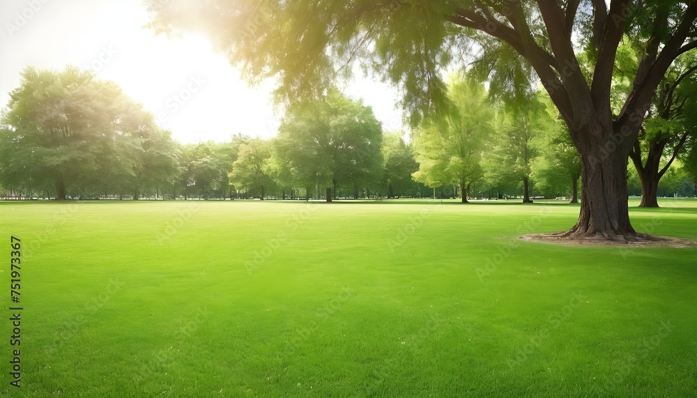 Obraz premium A green grass field with trees in the background in a sunny park