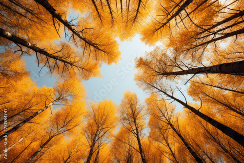 Upward view from yellow tall trees