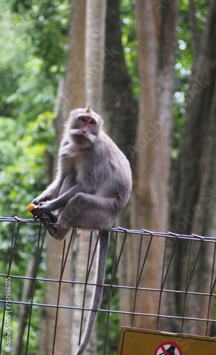 indonesia bali monkey with hand patato  © ta2xe