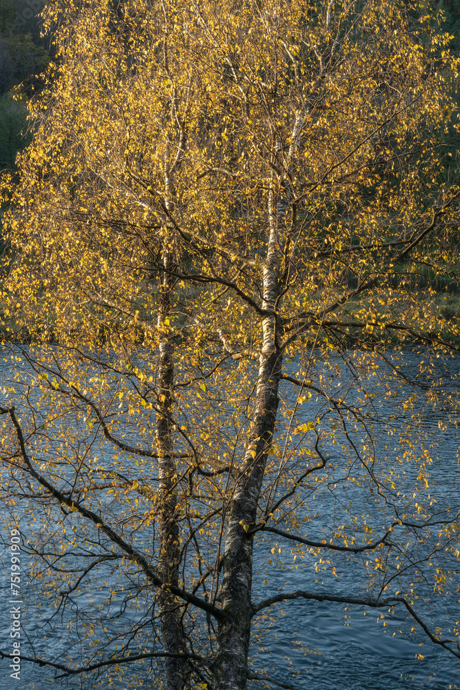 Yellow autumn colors on the leaves of a birch tree
