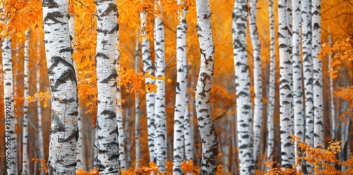 Illustration of Autumnal Birch Trees in Fall Colors. Generative AI. © Carl & Heidi