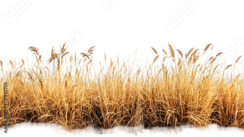 Cutout dried grass meadows savanna field isolated on transparent background
