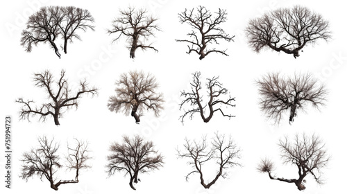 From above death trees set cutout isolated on transparent background
