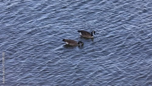 Geese feeding in the water