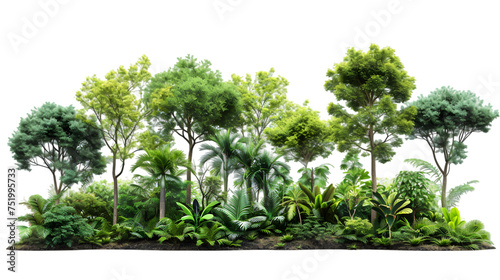 Greenery jungle trees group standing outside cut-out isolated on transparent background