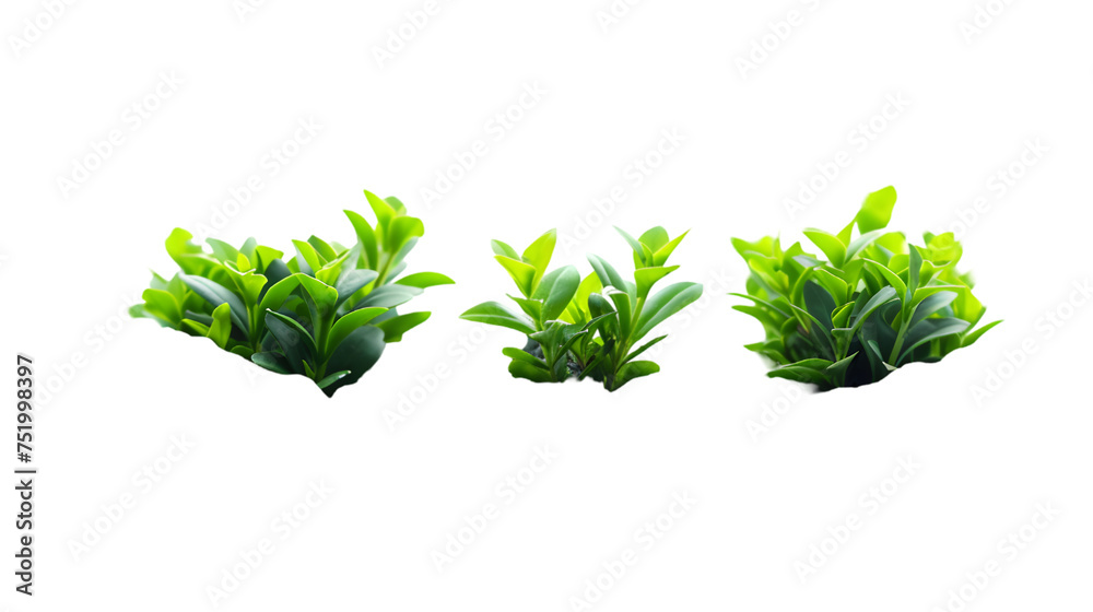 Fototapeta premium plants row on rocks foreground isolated on transparent background