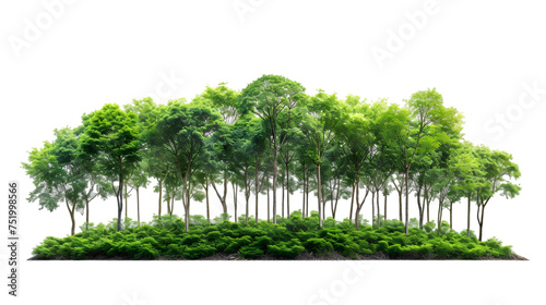 rainforest large tree growth for landscape isolated on transparent background © master graphics 