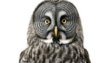 Ural Owl Beauty Isolated On Transparent Backgroun.png