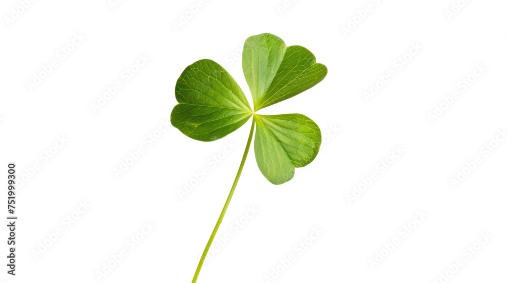 Lucky clover St Patrick Day irish holiday shamrock symbol isolated transparent png.png