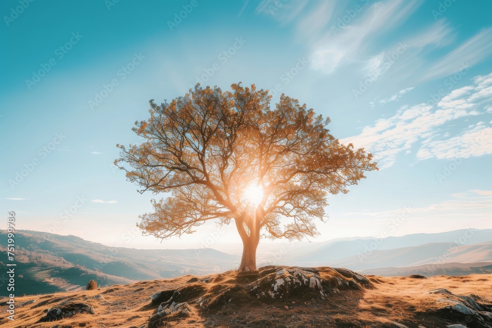 A solitary tree stretching its branches toward the radiant sun above - obrazy, fototapety, plakaty 