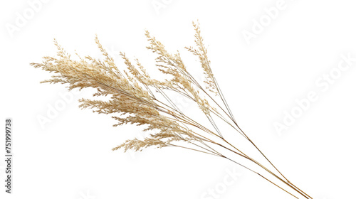 Single dried savanna grass isolated on transparent background