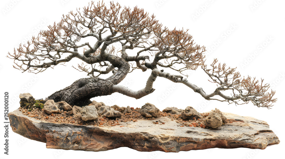 Bonsai Tree in Ceramic Pot Isolated on Transparent or White Background, PNG.png