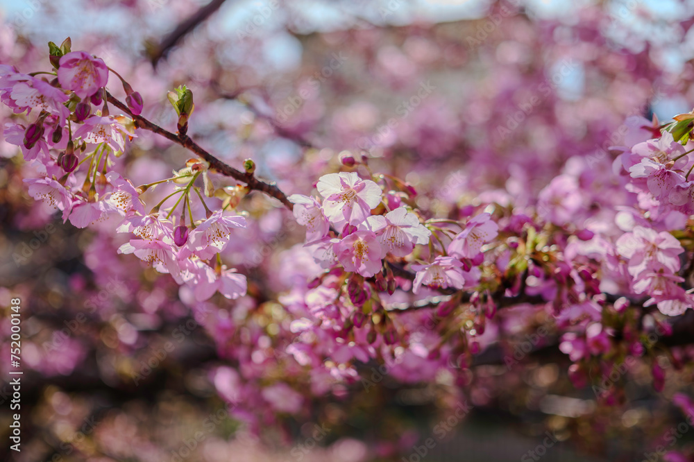 Blossoming cherry tree with pink flowers Blossoming cherry tree with pink flowers