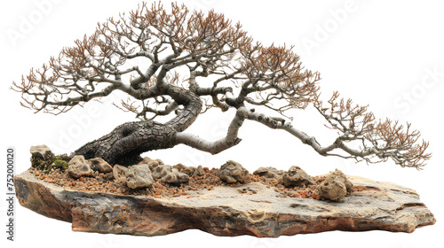 Bonsai Tree in Ceramic Pot Isolated on Transparent or White Background, PNG.png