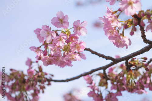  cherry blossom tree in springtime with bokeh and sunny lights