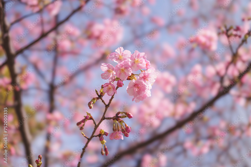 cherry blossom tree in springtime with bokeh and sunny lights cherry blossom tree in springtime with bokeh and sunny lights