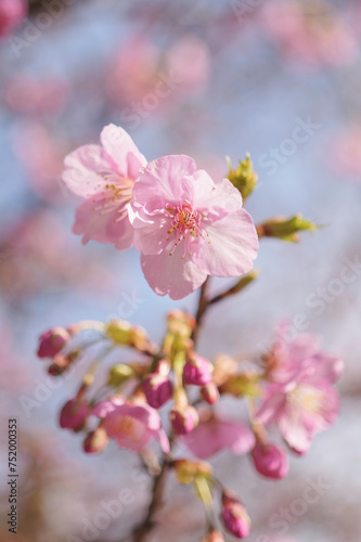  cherry blossom tree in springtime with bokeh and sunny lights © 隼人 岩崎