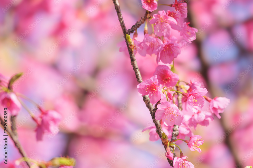 Fototapeta premium cherry blossom tree in springtime with bokeh and sunny lights