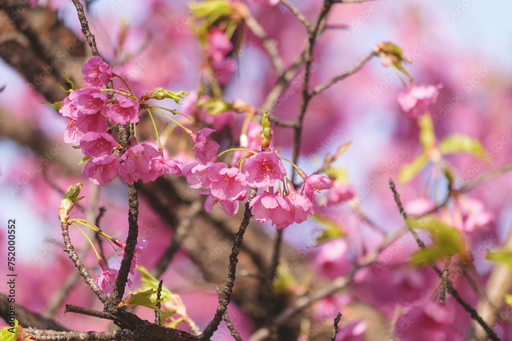 Blossoming cherry tree with pink flowers