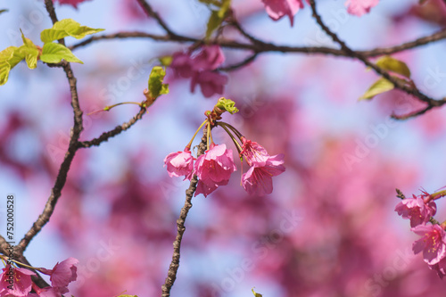  cherry blossom tree in springtime with bokeh and sunny lights