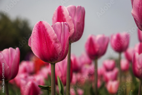 Pink tulips blooming in garden