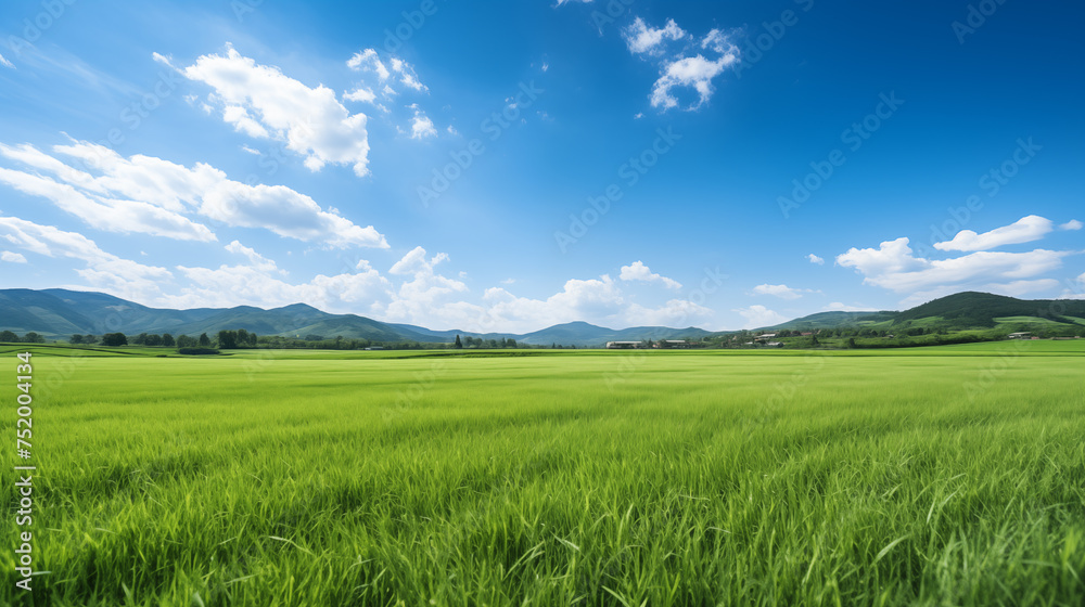 green field and blue sky. field and clouds