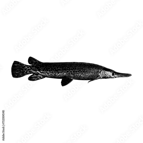 Alligator Gar hand drawing vector isolated on background. photo