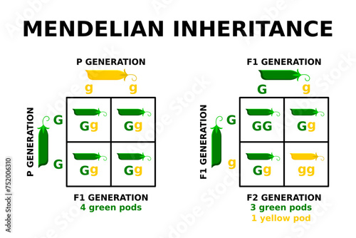 Mendelian inheritance. Punnett square. Genetic cross with known genotypes. Basic principles of genetics. Mendel peas experiment. Probability of inheriting particular traits. Vector illustration. 