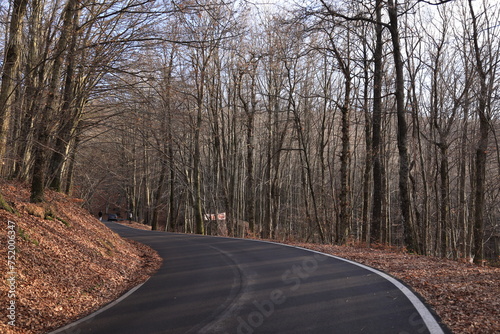 road in the woods, autumn