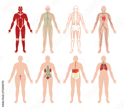 Set of human organ system collection, Medical Education Chart of Biology poster, educative anatomy physiology front back view flashcards poster vector illustration, Muscular Nervous Skeletal.