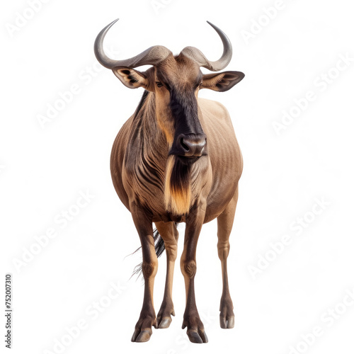  wildebeest isolated on white background